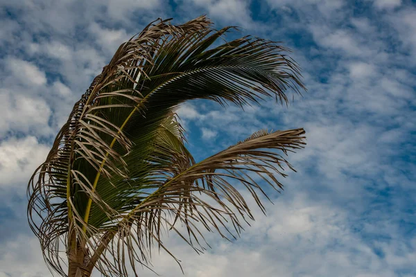 blue sky and palm tree branches