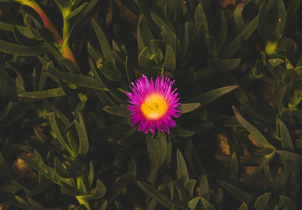 Tropikal Yeşil Bitki Örtüsünde Mor Sarı Çiçeğin Güzel Bir Kontrastı — Stok fotoğraf