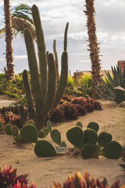 Mexikansk Ökenvegetation Flora — Stockfoto