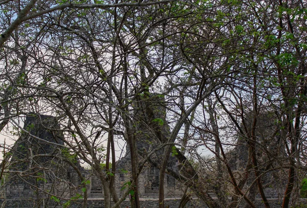 Xpujil Arkeolojik Maya Bölgesi Kalıntıları Campeche Mexico Daki Piramit Ağaç — Stok fotoğraf