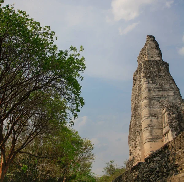 Xpujil Ruinas Arqueológicas Del Sitio Maya Pirámide Campeche México Ramas —  Fotos de Stock