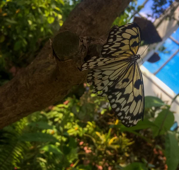 Conservatorio Mariposas Naturaleza Key West — Foto de Stock