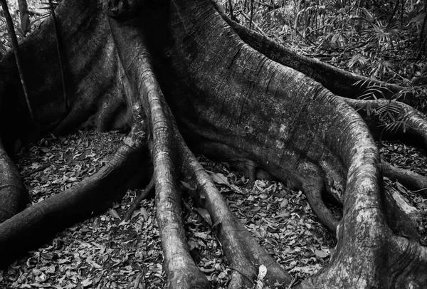 Kinichna Meksika Büyük Bir Ağaç Kökleri Dalları Var — Stok fotoğraf