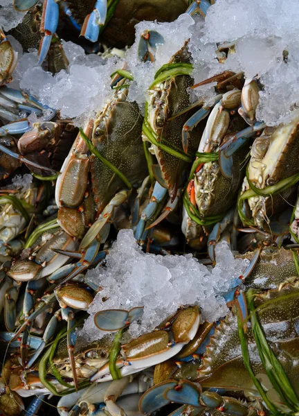 Fresh Crabs Ice Mexican Market — Stock Photo, Image