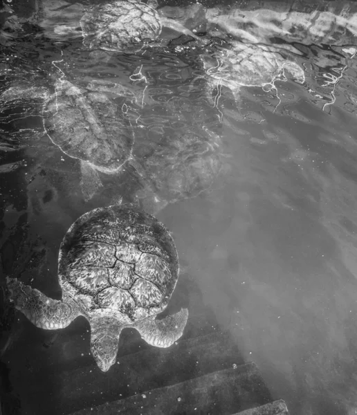 位于西湾区的开曼群岛海龟养殖场饲养绿海龟作为肉类 并将其释放到野外 — 图库照片