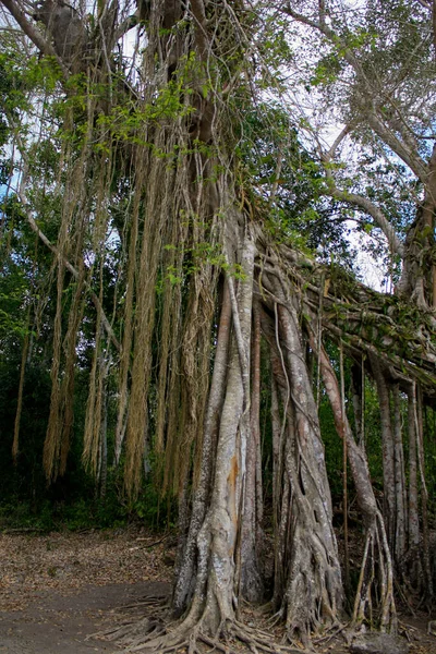 Τεράστιο Δέντρο Στην Kinichna Του Μεξικού Ρίζες Και Κλαδιά — Φωτογραφία Αρχείου