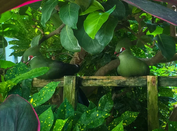 Oiseau Vert Exotique Sur Jardin Hiver Key West Papillon Nature — Photo