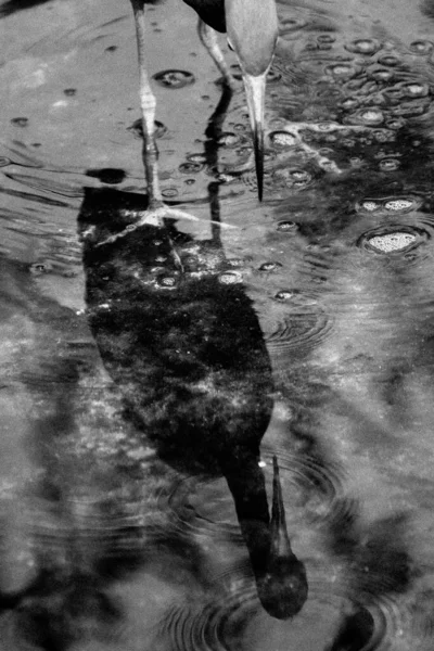 Тень Цапли Отраженная Воде Реке Черно Белая — стоковое фото