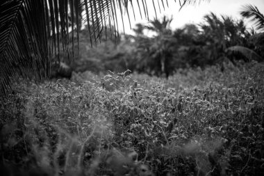 siyah ve beyaz çimlere yakın