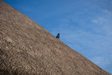 Kulübenin çatısında duran kuşun en az fotoğrafı.