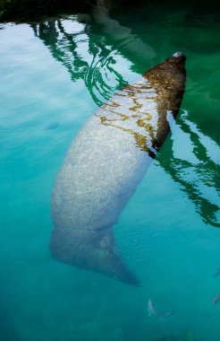 Deniz ayıları büyük, tamamen suda yaşayan, çoğunlukla otçul deniz memelileridir. Bazen deniz inekleri olarak da bilinirler.