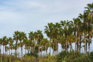 Los Cabos 'un harika bitkileri, Meksika, palmiyeler