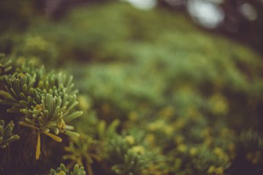 bir yaprağın kapağı, bitkiler