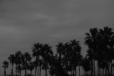 Palmiyelerin silueti, siyah ve beyaz 