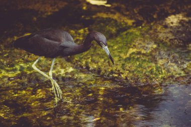 Xel ha, Meksika 'da kara balıkçıl, Karayiplerde Maya Rivierası
