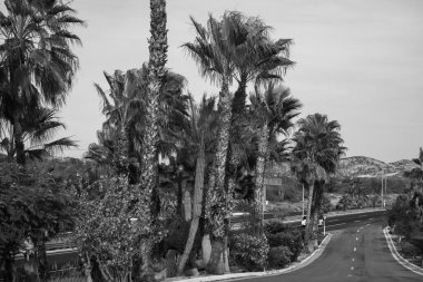 San Jose Del Cabo otoyolunun güzel manzarası, San Jos 1730 'da kuruldu, Los Cabos, Meksika, Baja California yarımadasının sonunda yer almaktadır..