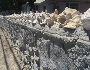 Deniz Kabukları Evi Çiti, Büyük Türk