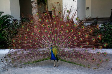 Meksika, Akumal 'da bir Tavuskuşu Portresi