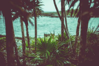 Xel Ha 'nın bitkileri, Meksika Temiz turkuaz suyu ve kayalık kıyı şeridi ile güzel bir nehir. 