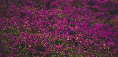 Mor Bougainvillea Çiçeği Yakın plan