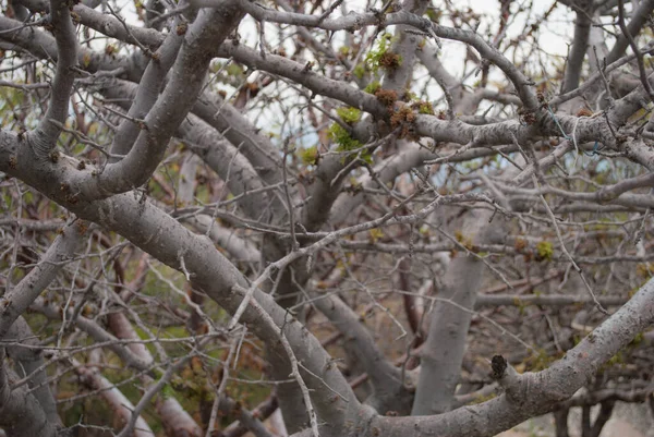 Close Tangled Branches Tree — Stock Photo, Image