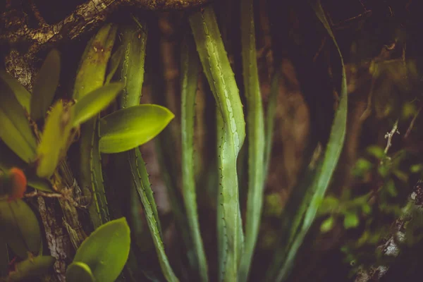 Bitki Örtüsünü Kapat — Stok fotoğraf