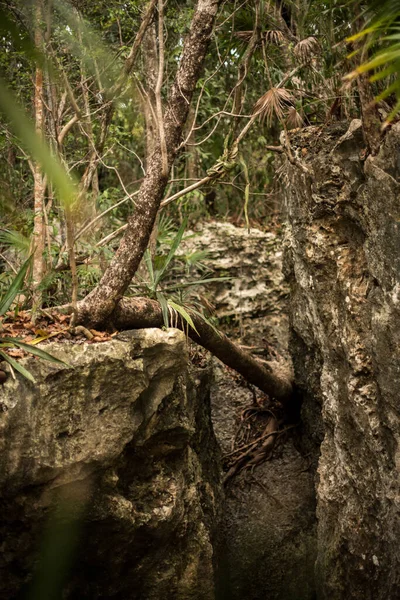 Drzewa Leśne Dżungla Majów Xel Meksyk — Zdjęcie stockowe