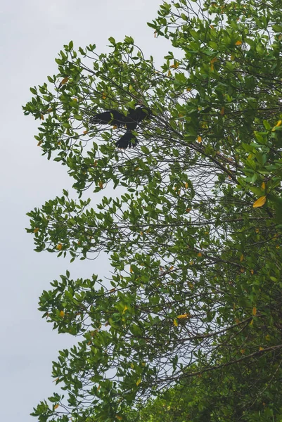 Schöne Naturaufnahmen Chacahua Mexiko — Stockfoto