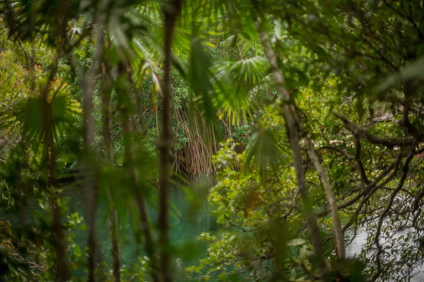 See Waldbäumen Mit Laub Xel Mexiko — Stockfoto