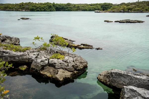 Meerwasser Insel Mit Bäumen Felsen Mit Pflanzen — Stockfoto