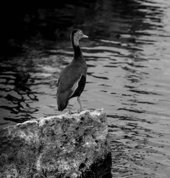 Pato Silbante Vientre Negro Pie Junto Agua Del Estanque — Foto de Stock