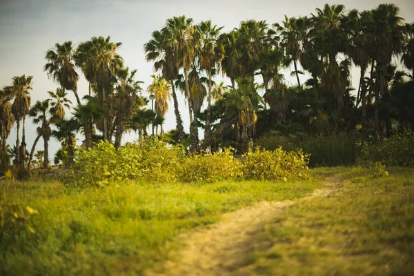 San José Del Cabo Flodmynning Vegetation Los Cabos Mexiko — Stockfoto