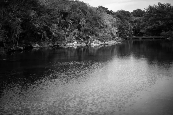 Schwarzweiße Naturszene Fluss Xel Mexiko — Stockfoto