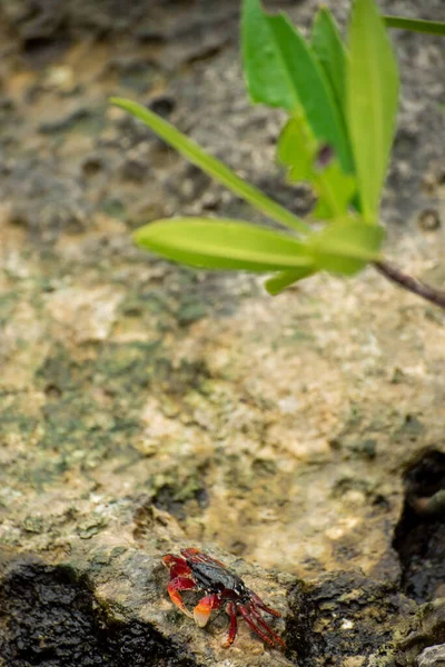 红蟹在岩石上 在植物旁边 — 图库照片