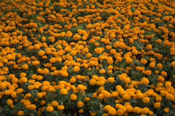 Imagem Quadro Completo Flores Cor Laranja Tagetes Patula — Fotografia de Stock