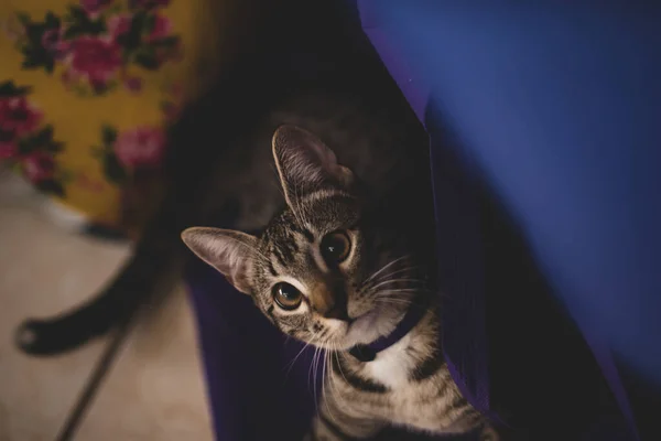 Pequeno Gato Animal Animal Estimação Casa — Fotografia de Stock