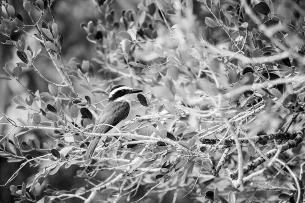 Grande Kiskadee Sobre Ramo Uma Árvore Segundo Desfocado — Fotografia de Stock