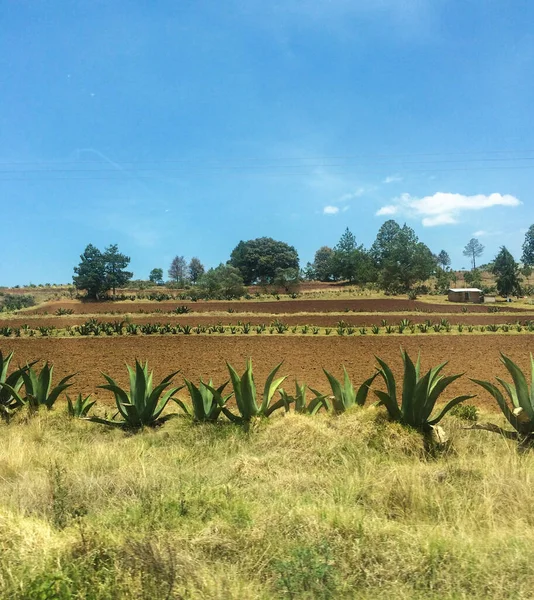 Maguey Agave Plantation Puebla México — Foto de Stock