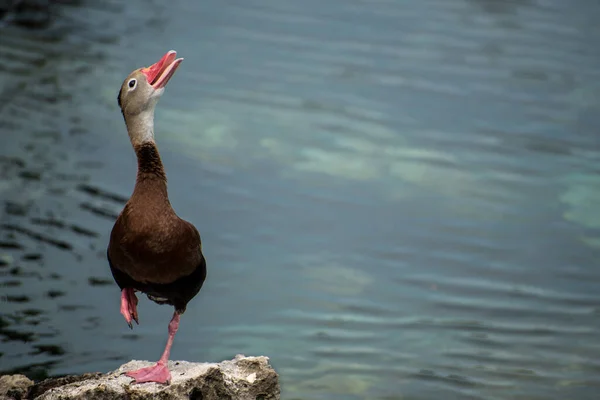 Black Bellied Whistling Duck Lado Água Lagoa — Fotografia de Stock