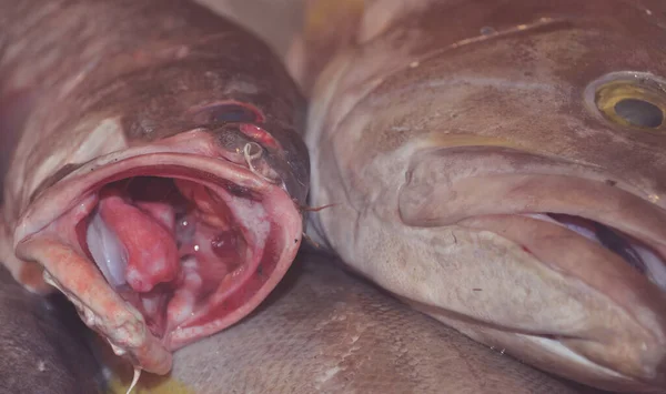 Смертельная Рыба Рынке Крупным Планом — стоковое фото