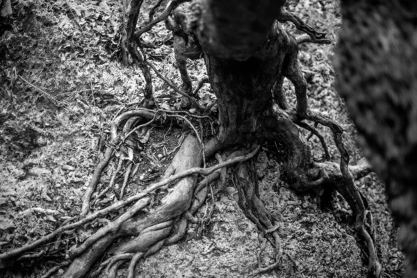 Große Wurzeln Eines Baumes Xel Mexico Schwarz Weiß — Stockfoto