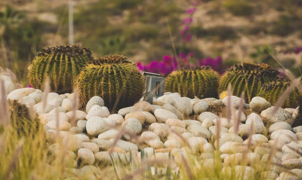 Úžasný Pohled Vegetaci San Jose Del Cabo Saint Joseph Kapského — Stock fotografie