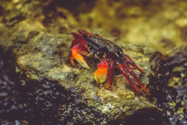 Red Crab Rock Close — Stock Photo, Image