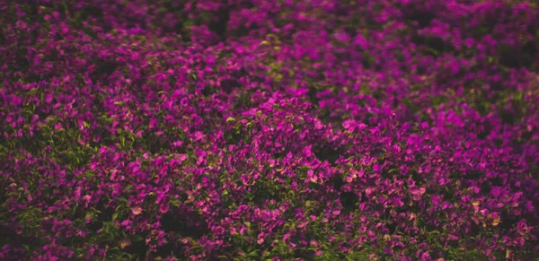 紫ブーゲンビリアの花を閉じる — ストック写真