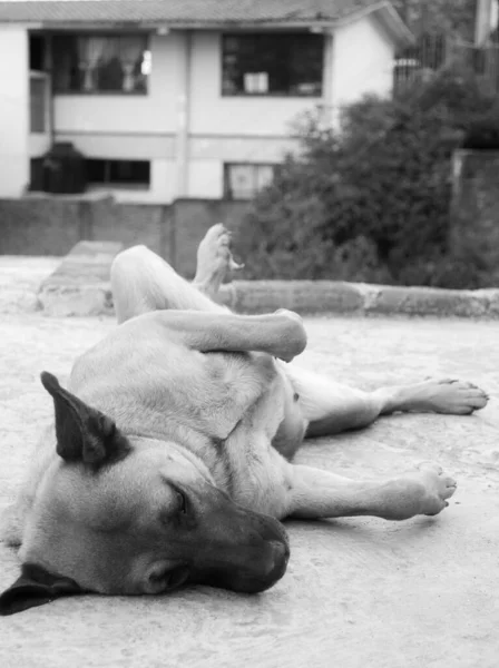 Close Street Dog Sleeping — Stock Photo, Image