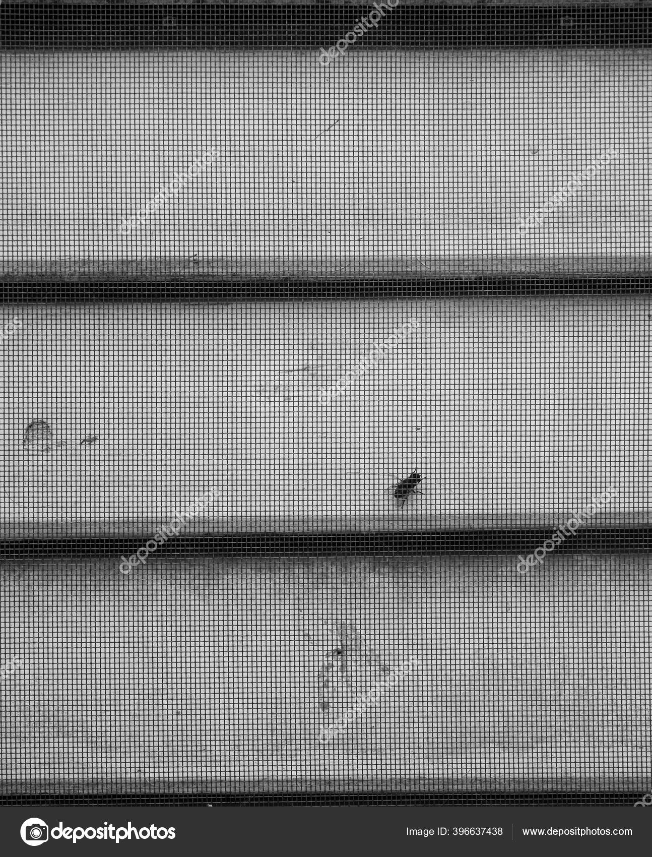 Fly Insect Grid Wooden Window Black White — Stock Photo ...