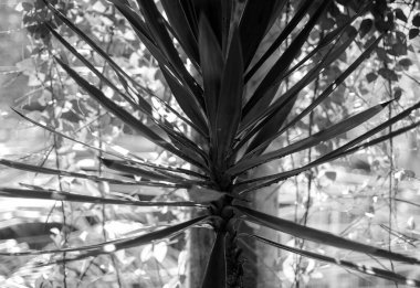 Siyah beyaz, çiçek yaprakları. 