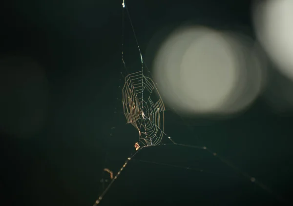 Μακρο Κοντινό Πλάνο Ενός Μικρού Ιστού Αράχνης — Φωτογραφία Αρχείου