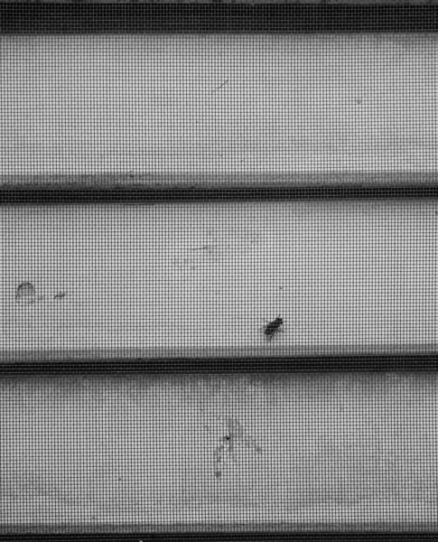 Fly Insect Grid Wooden Window Black White — Stock Photo, Image