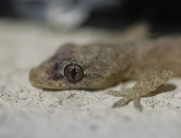 Macro Close Lagarto Gecko — Fotografia de Stock